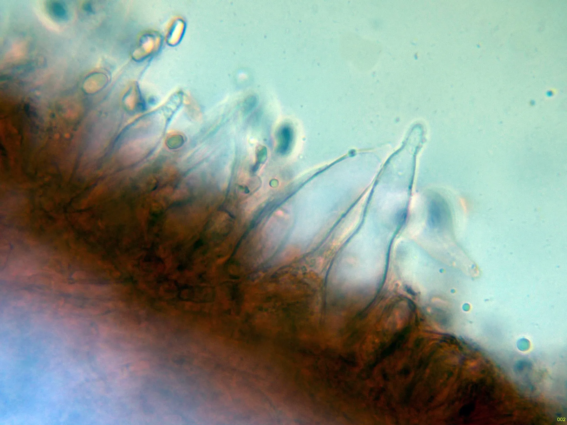 Microscopía de Mycena renati - 10 - Queilocistidios-002